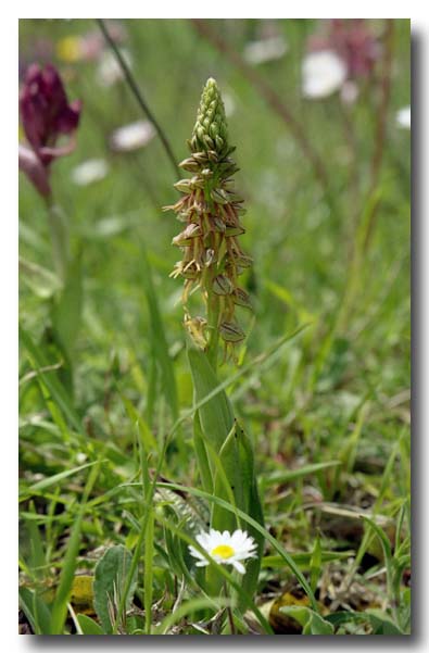 Orchis anthropophora